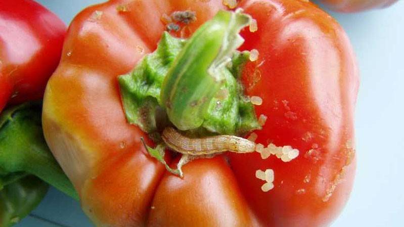 Soil temperature health alarm crops